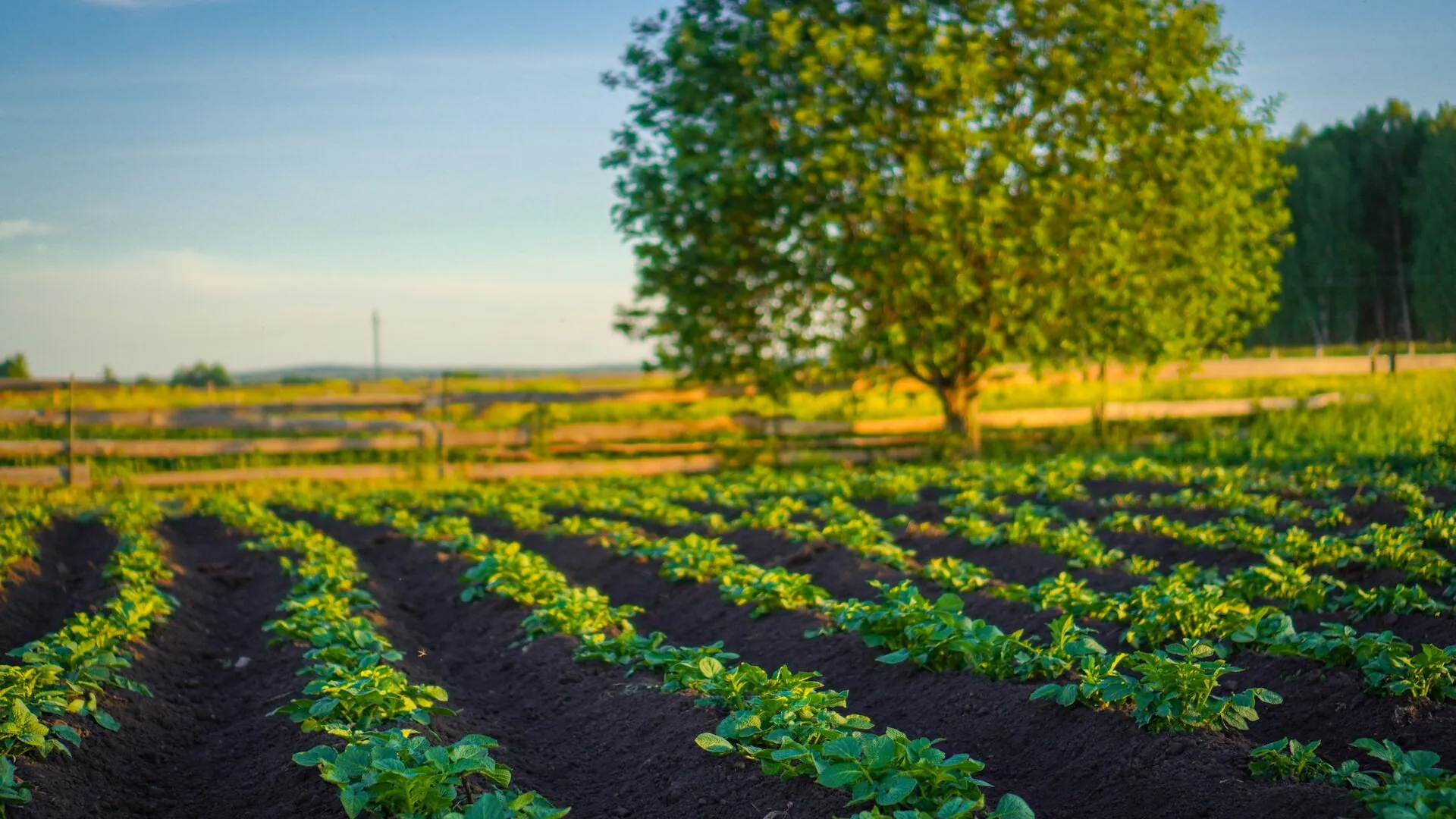 Feld mit Pflanzenreihen im Abendlicht